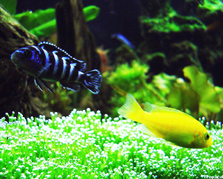 рыбы в аквариуме с пресной водой